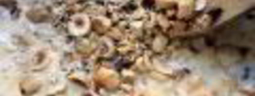 медовое мороженое с фундуком. Шаг 2