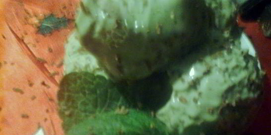 Мятно-шоколадное мороженое