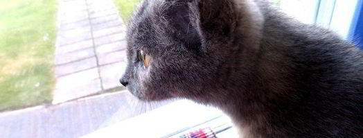 прохладный коктейль из мороженого с черникой. Шаг 15