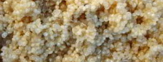 гарнир из киноа. Шаг 5