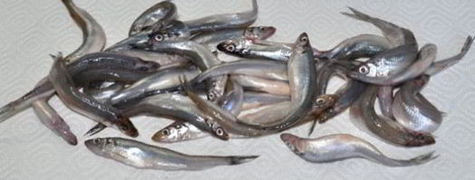 жаренная корюшка. Шаг 2