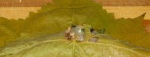 постная долма. Шаг 9