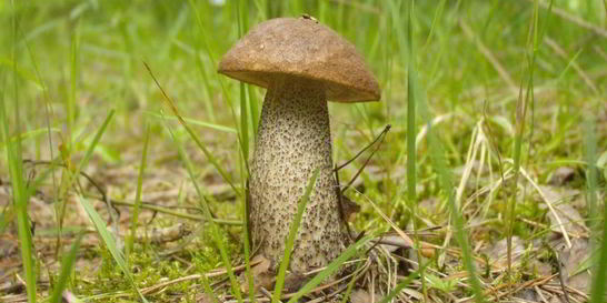 Подберезовики жареные