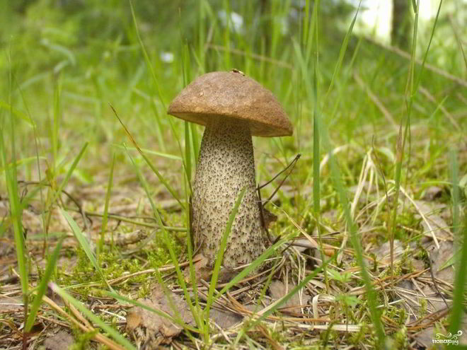 Рецепт подберезовиков жареных