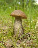 Подберезовики жареные