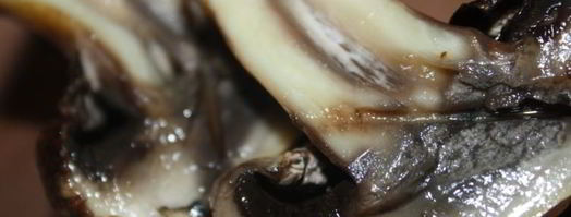 шампиньоны с чесночным ароматом на мангале. Шаг 7