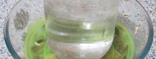 соленые шампиньоны. Шаг 3