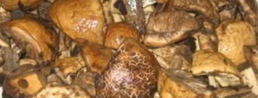 тушеные подберезовики. Шаг 2