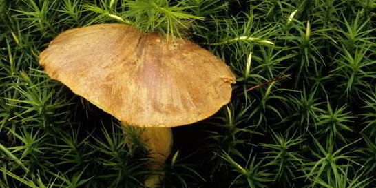 Вареные грибы моховики