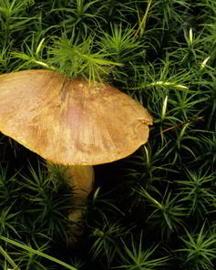 Вареные грибы моховики