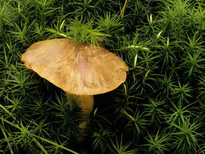 Рецепт вареных грибов моховики