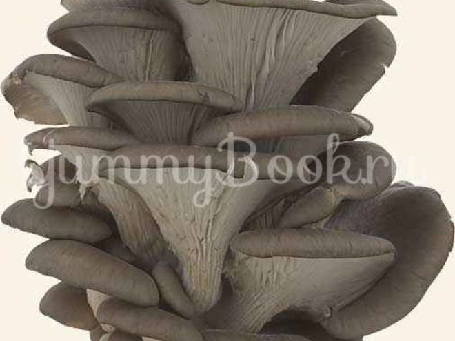 Рецепт вешенок в маринаде