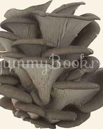 Вешенки в маринаде