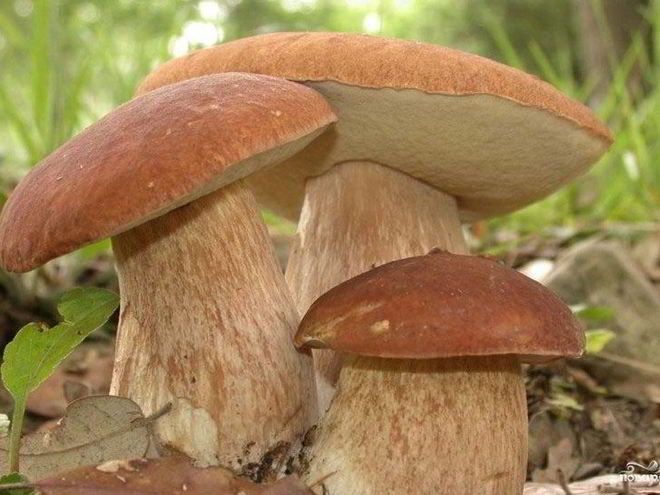 Рецепт запеченных белых грибов