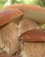 Запеченные белые грибы