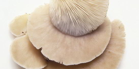 Жаренские вешенки в кляре