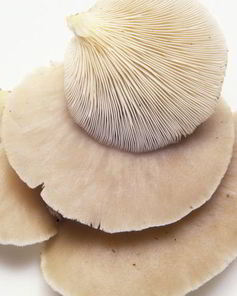 Жаренские вешенки в кляре