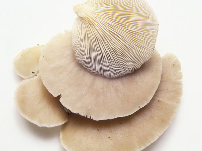 Рецепт жаренских вешенок в кляре