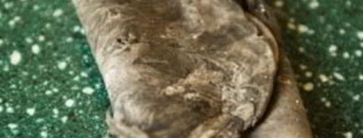 лапша с чернилами каракатицы. Шаг 2