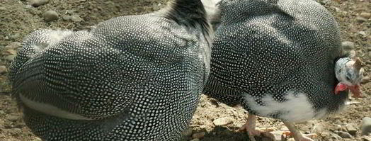 фаршированная цесарка с капустой. Шаг 14