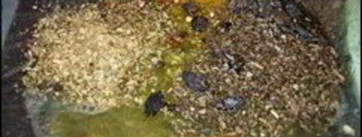 запеченные индюшиные бедрышки. Шаг 3