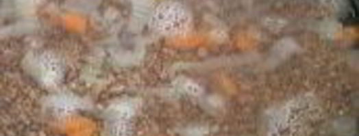 гречотто с молодой стручковой фасолью. Шаг 3