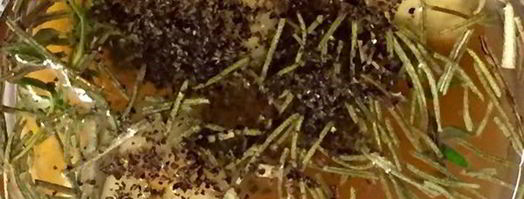 печень куриная с овощами, под ароматными травами. Шаг 5