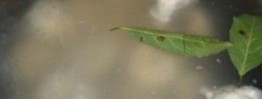 хинкали с мясом. Шаг 13