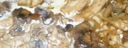 фрикасе из курицы с шампиньонами. Шаг 8