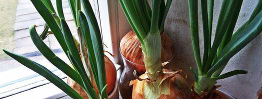 рисовая лапша с овощами. Шаг 11