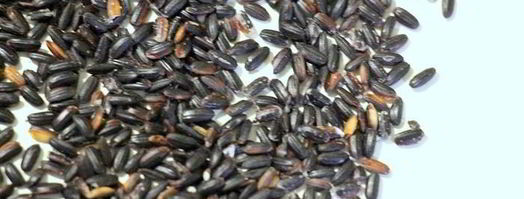 ризотто с белой рыбой венере. Шаг 5