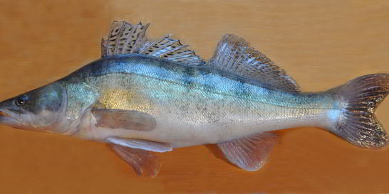 Балык из судака