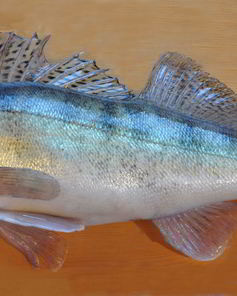 Балык из судака