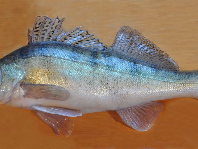 Рецепт балыка из судака