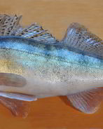 Балык из судака