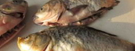 фаршированный карп. Шаг 2