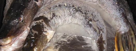 щука фаршированная в легкую. Шаг 7