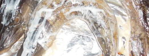 щука фаршированная в легкую. Шаг 8