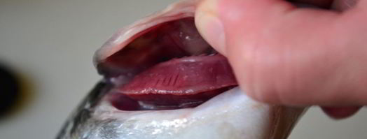 свежая рыба дорада. Шаг 2