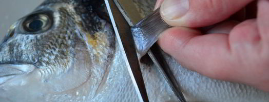 свежая рыба дорада. Шаг 5