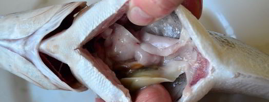 свежая рыба дорада. Шаг 7