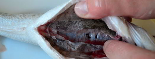 свежая рыба дорада. Шаг 8