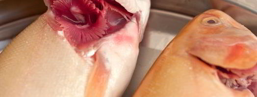 янтарная форель запеченная с луком. Шаг 2