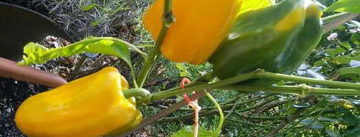 куриный шашлычок по-карибски с манговой сальсой. Шаг 3