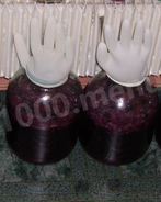 Домашнее вино из винограда Изабелла