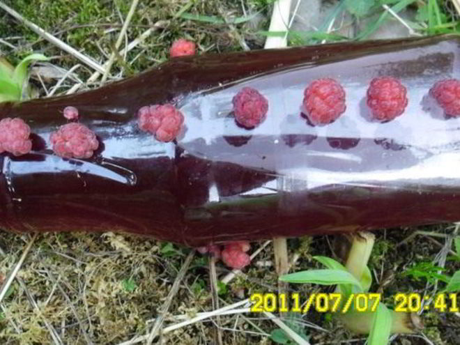 Рецепт малинового сиропа