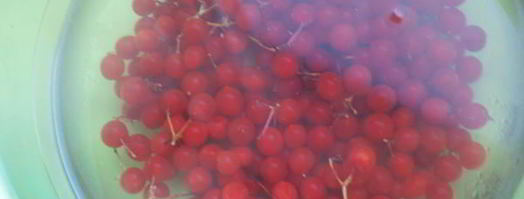 напиток из калины с мятой и медом. Шаг 2