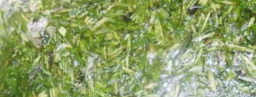 зеленый коктейль с лимоном. Шаг 2