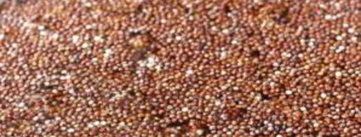 салат из лебеды. Шаг 4