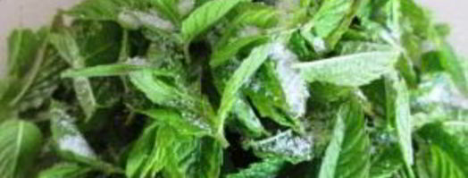 английский мятный соус. Шаг 2